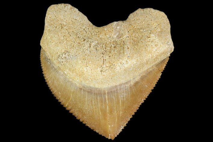 Fossil Crow Shark (Squalicorax) Tooth- Morocco #110068